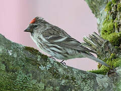 Common Redpoll