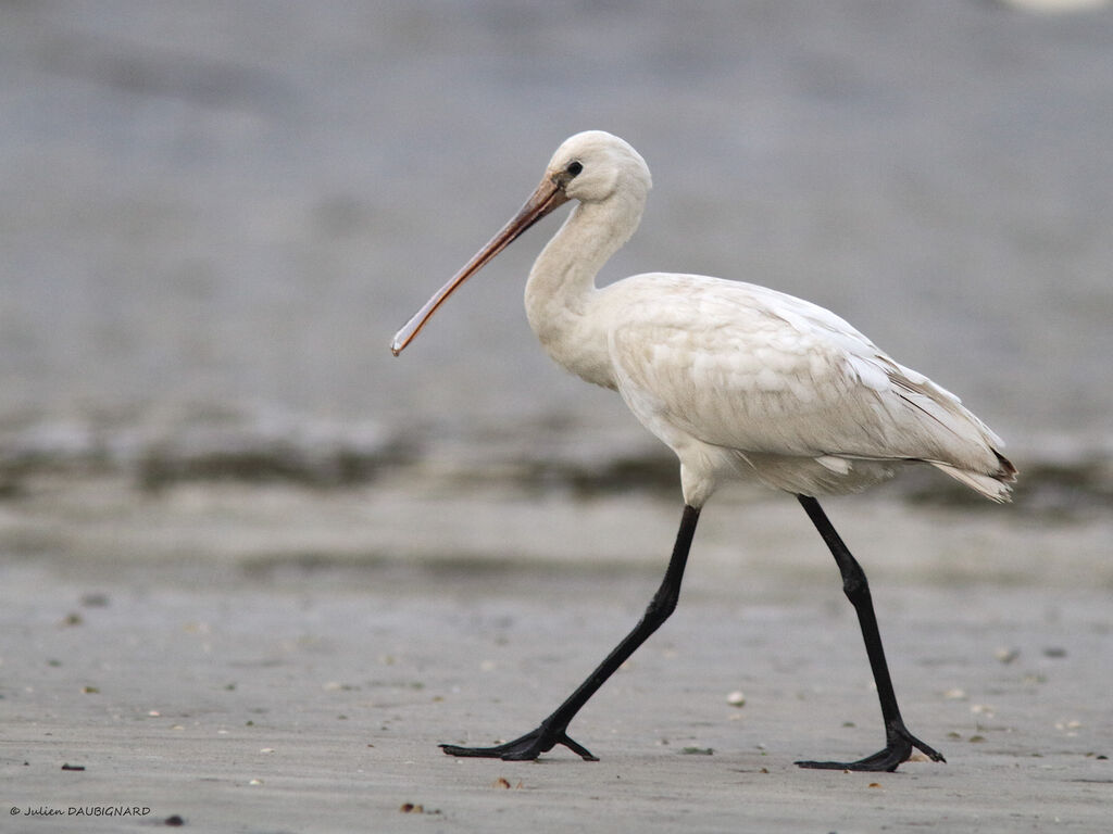 Eurasian Spoonbill, identification