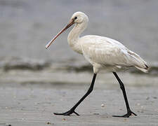 Eurasian Spoonbill