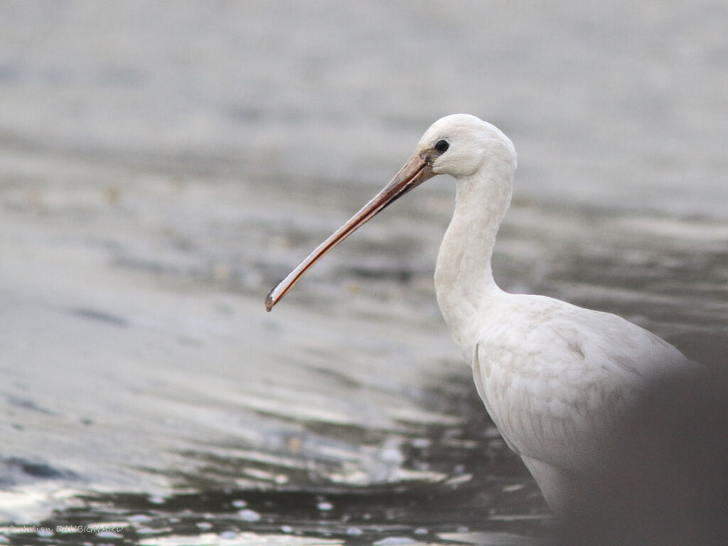 Eurasian Spoonbill, close-up portrait