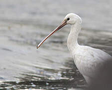 Eurasian Spoonbill