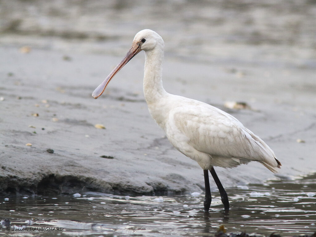 Eurasian Spoonbill, identification