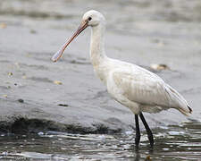 Eurasian Spoonbill