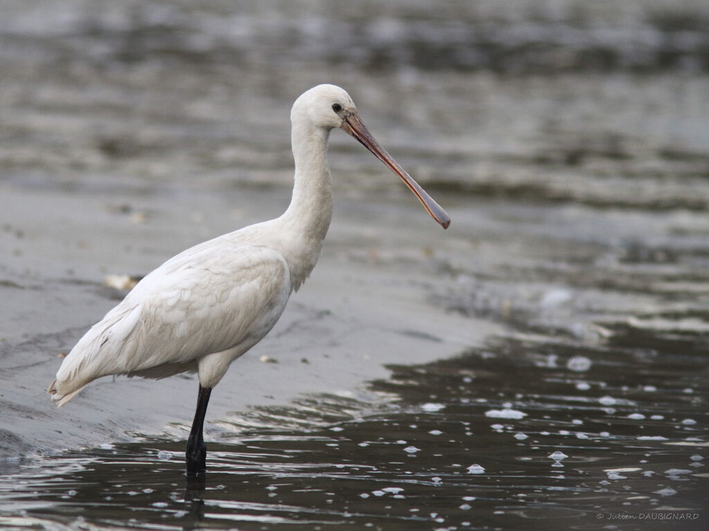 Eurasian Spoonbill, identification