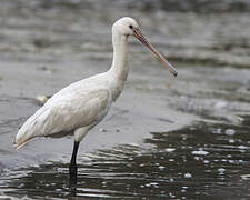 Eurasian Spoonbill