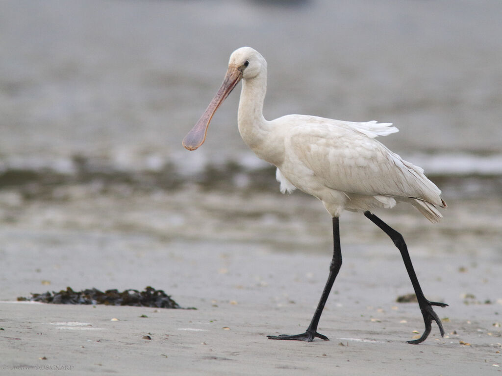 Eurasian Spoonbill, identification