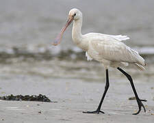 Eurasian Spoonbill