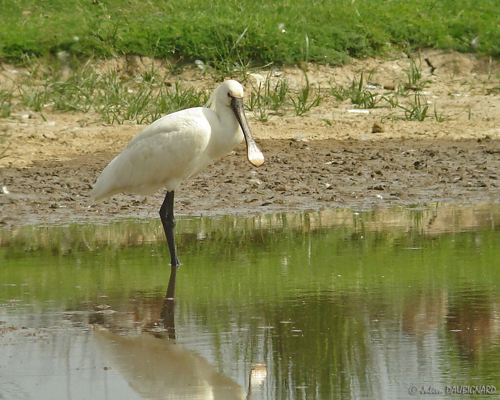 Spatule blanche, identification