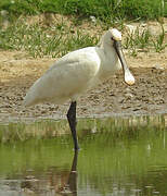 Eurasian Spoonbill