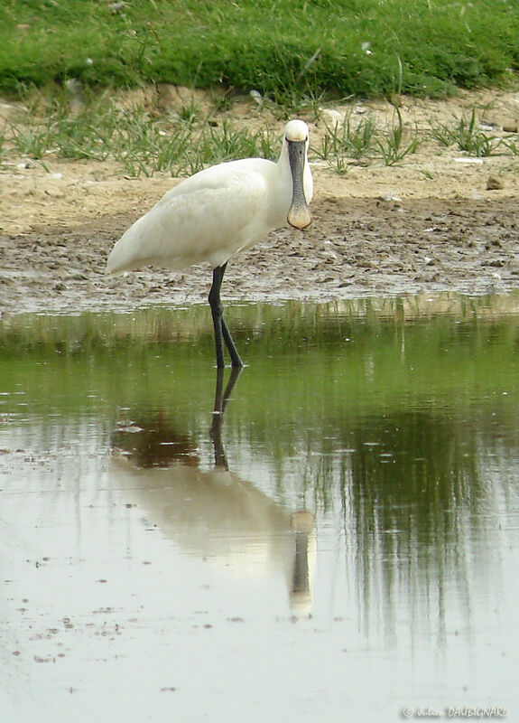 Eurasian Spoonbill, identification