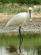 Eurasian Spoonbill