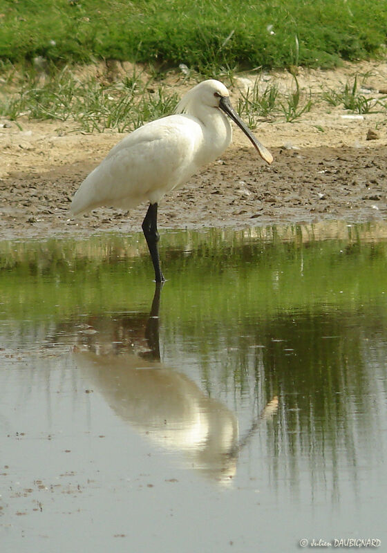 Spatule blanche, identification