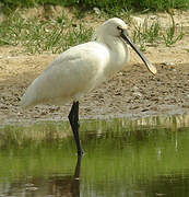 Eurasian Spoonbill