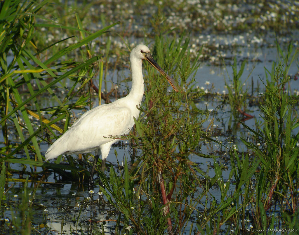 Spatule blanche, identification