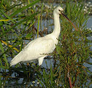 Eurasian Spoonbill