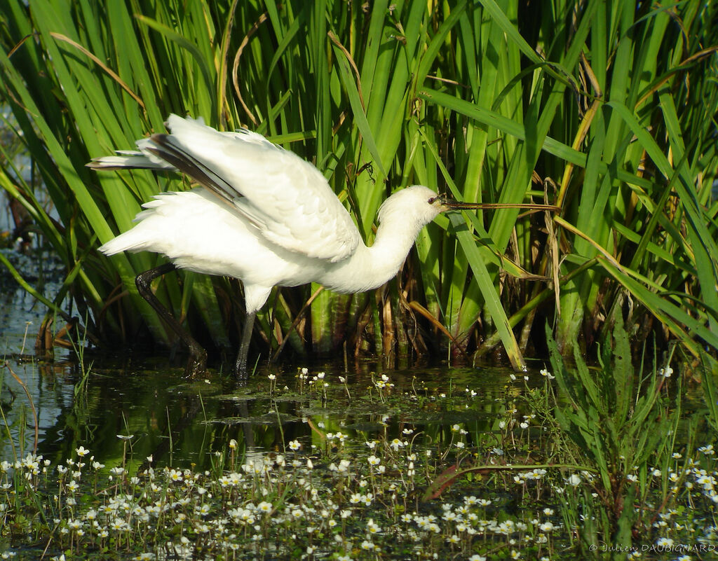 Eurasian Spoonbill, identification