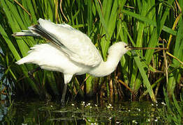 Eurasian Spoonbill