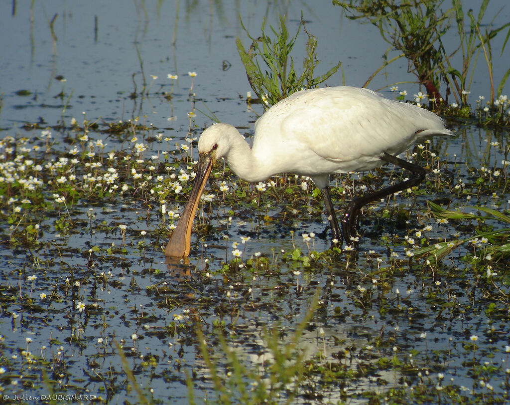 Spatule blanche, identification