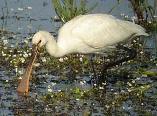 Spatule blanche