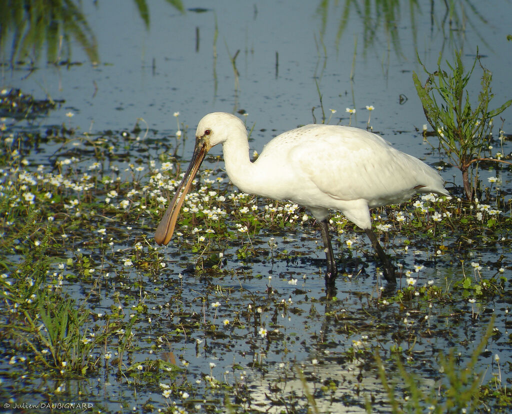 Spatule blanche, identification