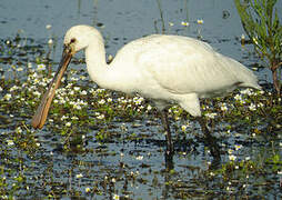 Eurasian Spoonbill