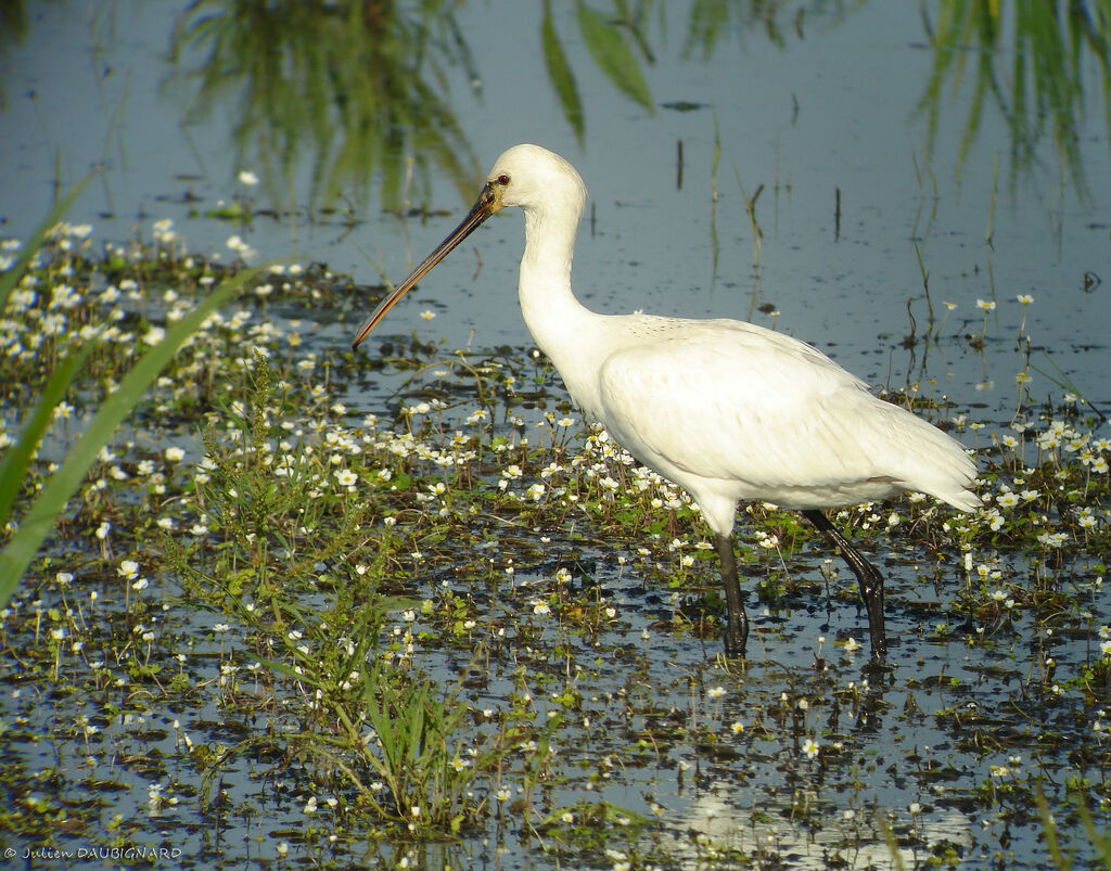 Eurasian Spoonbill, identification