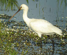 Eurasian Spoonbill