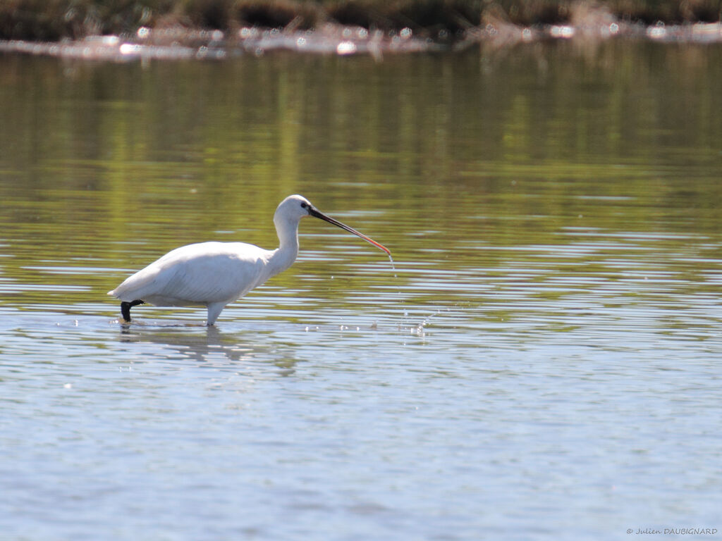 Eurasian Spoonbill, identification