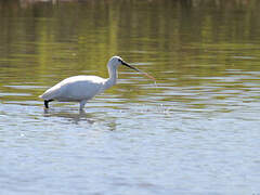 Eurasian Spoonbill