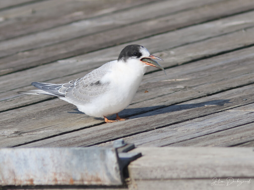 Sterne arctiquejuvénile, identification, mange