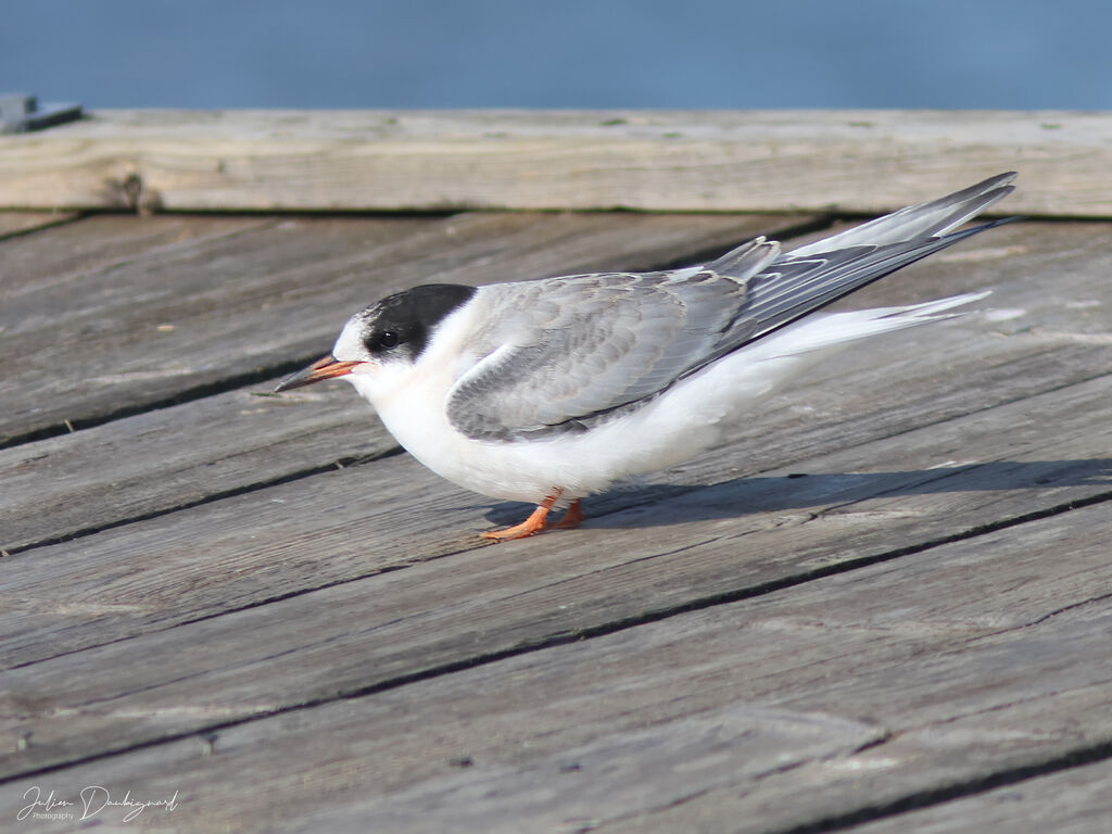 Sterne arctiquejuvénile, identification