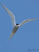 Sterne arctique