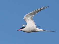 Sterne arctique
