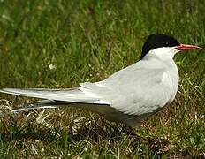 Arctic Tern