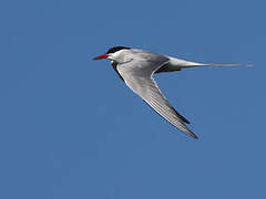 Sterne arctique