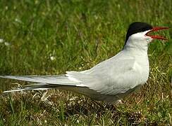 Arctic Tern