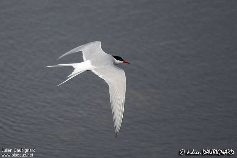 Arctic Ternadult, Flight