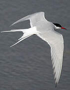 Arctic Tern