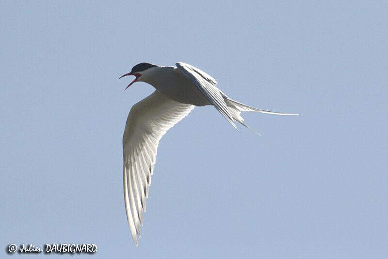 Arctic Tern