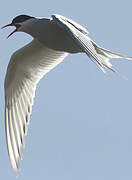 Arctic Tern