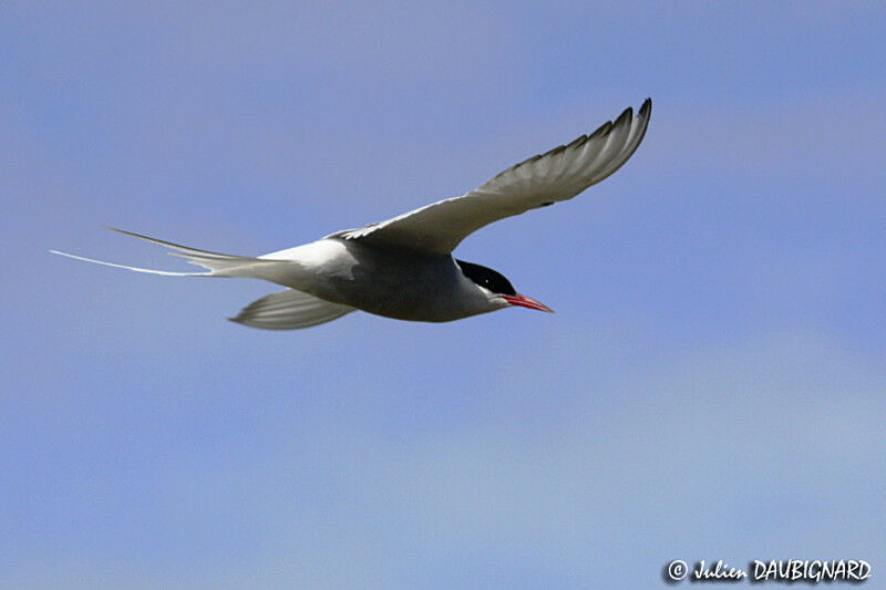 Arctic Tern