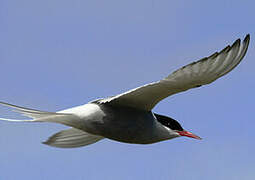 Arctic Tern