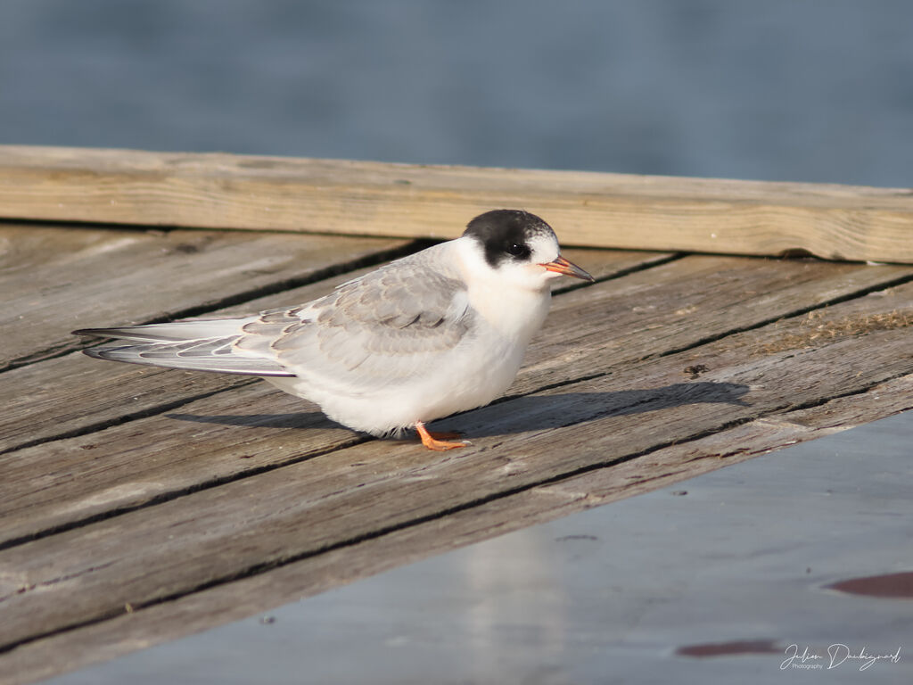 Sterne arctiquejuvénile, identification