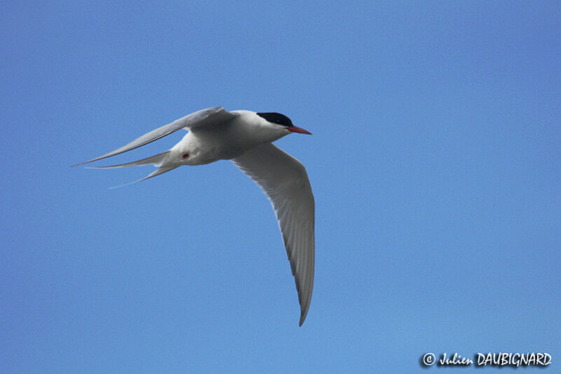 Sterne arctique