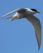 Arctic Tern