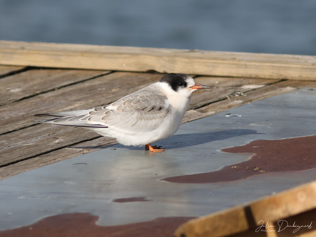 Sterne arctiquejuvénile, identification