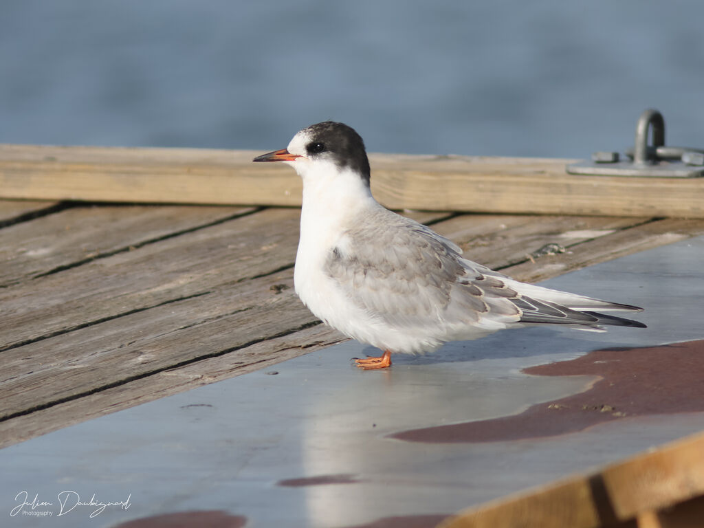 Arctic Ternjuvenile, identification