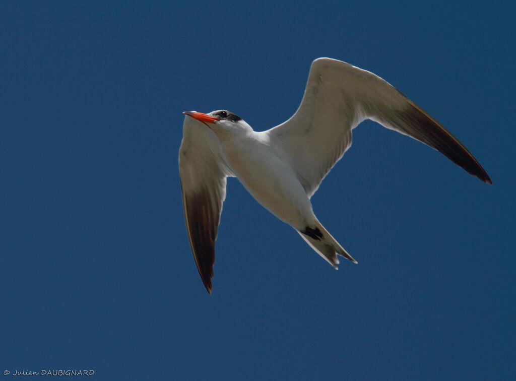 Caspian Tern, Flight