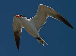 Caspian Tern