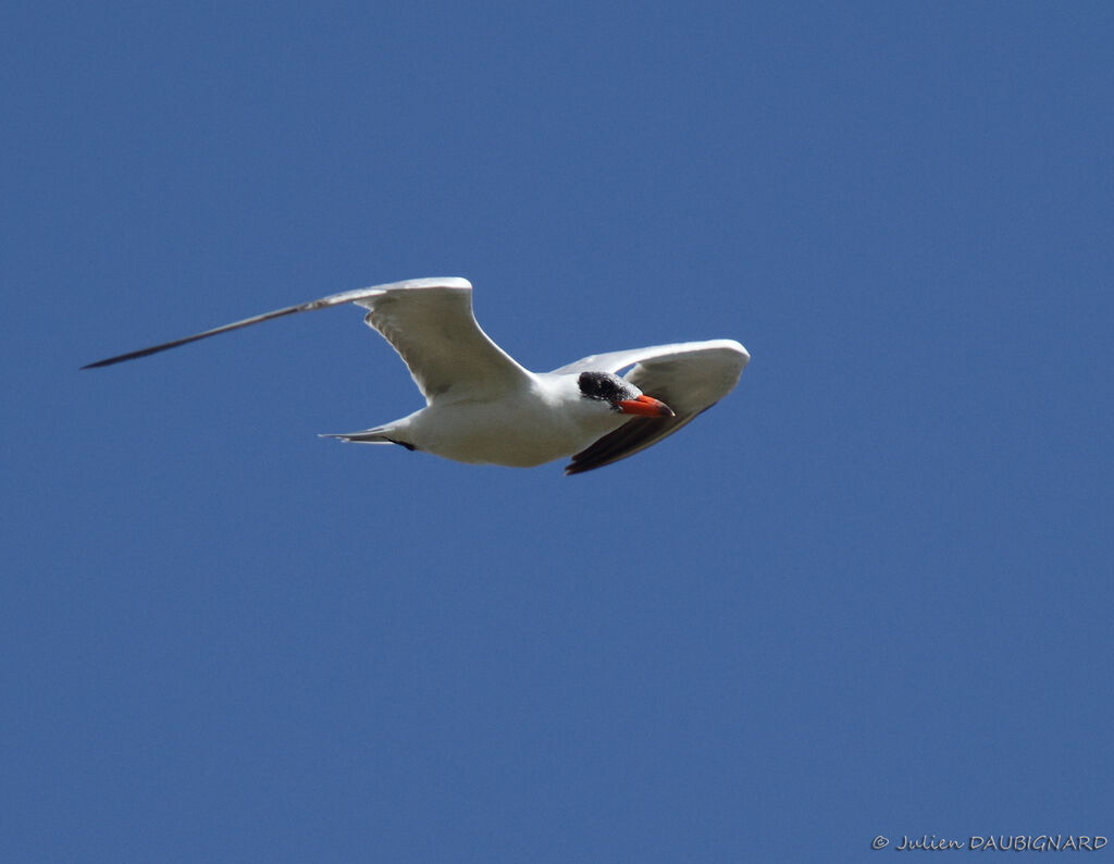 Caspian Tern, Flight